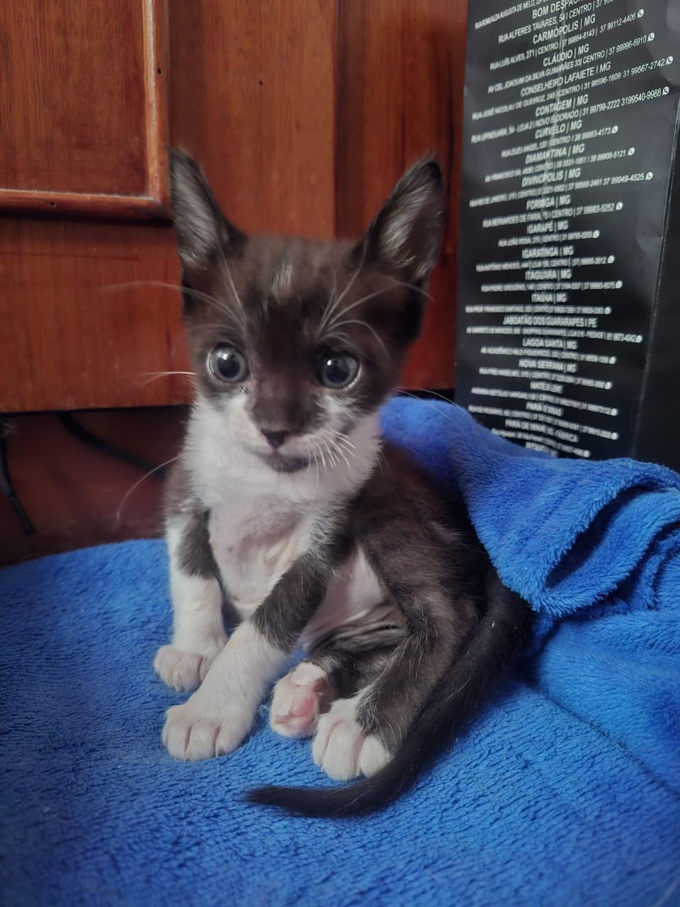 Foto 2 do pet